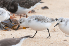 Bécasseau Sanderling