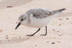 Bécasseau Sanderling