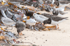 Bécasseau Sanderling et Tournepierre à collier