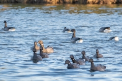Groupe de Bernaches cravant (Branta bernicla)