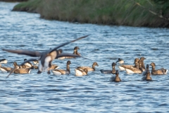 Groupe de Bernaches cravant (Branta bernicla)