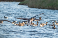 Groupe de Bernaches cravant (Branta bernicla)