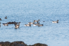Groupe de Bernaches cravant (Branta bernicla)