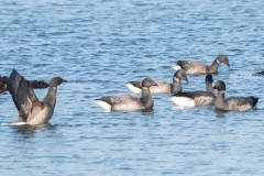 Groupe de Bernaches cravant (Branta bernicla)