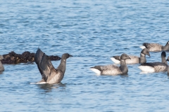 Groupe de Bernaches cravant (Branta bernicla)