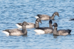 Groupe de Bernaches cravant (Branta bernicla)