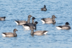 Groupe de Bernaches cravant (Branta bernicla)