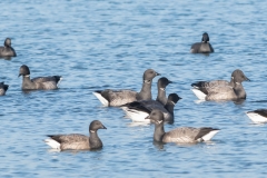 Groupe de Bernaches cravant (Branta bernicla)