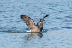 Bernache cravant (Branta bernicla)