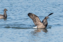 Bernache cravant (Branta bernicla)