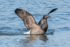 Bernache cravant (Branta bernicla)