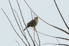 Bruant proyer (Miliaria calandra)