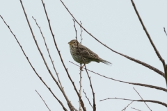 Bruant proyer (Miliaria calandra)