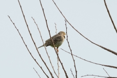 Bruant proyer (Miliaria calandra)