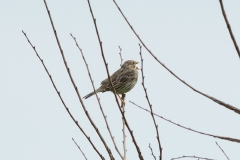 Bruant proyer (Miliaria calandra)