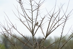 Bruant proyer (Miliaria calandra)