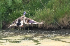 Canard colvert