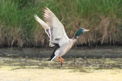 Canard colvert