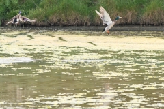 Canards colvert