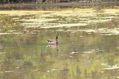 Canard colvert