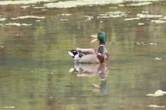 Canard colvert