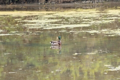 Canard colvert