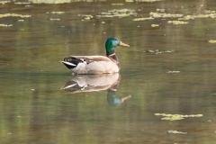 Canard colvert