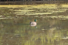 Canard colvert