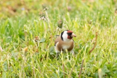 Chardonneret élégant (Carduelis carduelis)