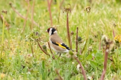 Chardonneret élégant (Carduelis carduelis)