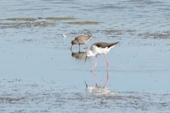 Chevalier gambette et une échasse blanches