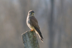 Faucon crécerelle (Falco tinnunculus)