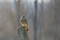 Faucon crécerelle (Falco tinnunculus)