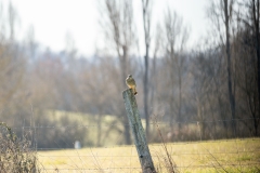 Faucon crécerelle (Falco tinnunculus)