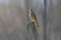 Faucon crécerelle (Falco tinnunculus)