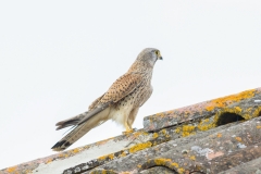 Faucon crécerelle (Falco tinnunculus)