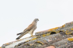 Faucon crécerelle (Falco tinnunculus)