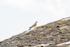 Faucon crécerelle (Falco tinnunculus)