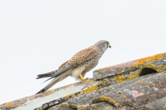 Faucon crécerelle (Falco tinnunculus)