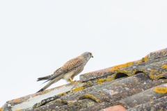 Faucon crécerelle (Falco tinnunculus)