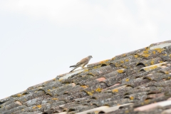 Faucon crécerelle (Falco tinnunculus)