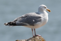 Goéland argenté