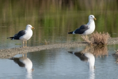 Goéland brun, Larus fuscus