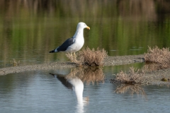 Goéland brun, Larus fuscus