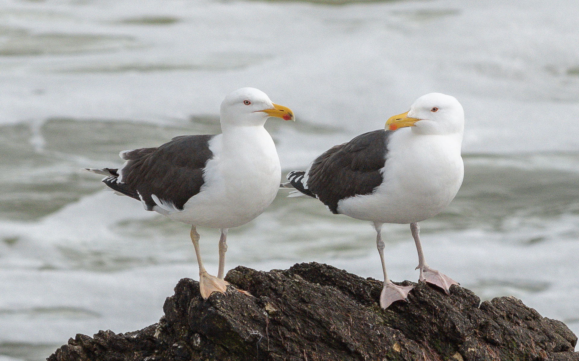 Couple de Goélands marins