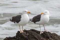 Couple de Goélands marins