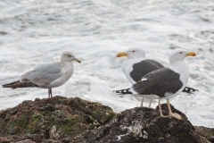 Couple de Goélands marins et un jeune