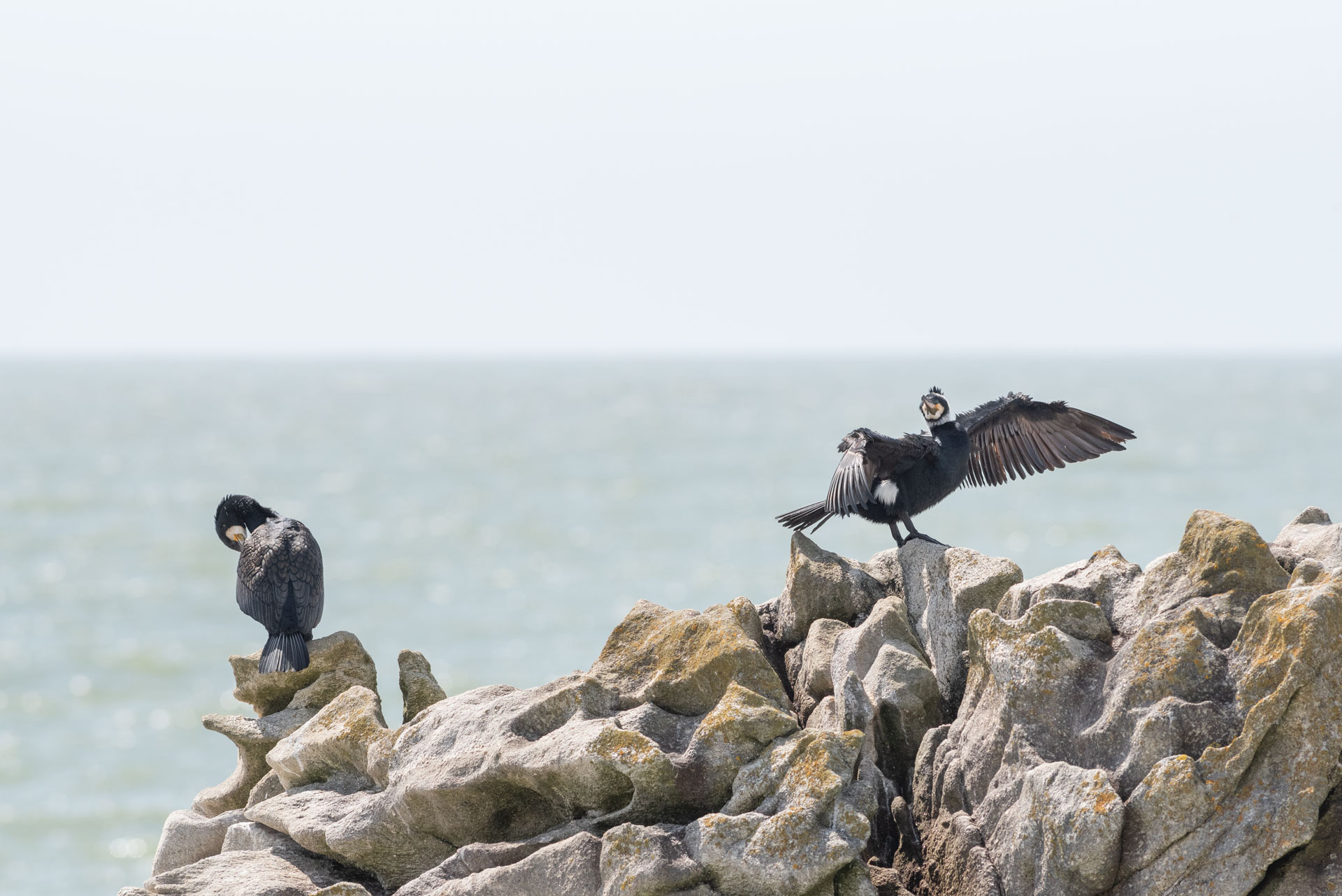 Grand Cormoran
