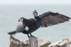 Grand Cormoran