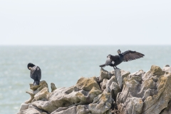 Grand Cormoran